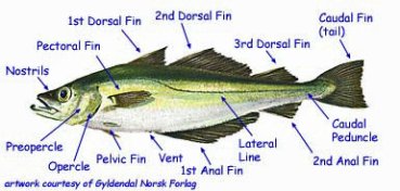 Labelled Diagram Of A Fish - Hanenhuusholli