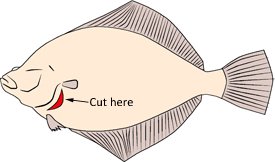 How to Clean a Fish Quickly and Thoroughly