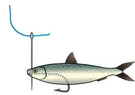 Essential Lure Fishing Tips That All Saltwater Anglers Should Know